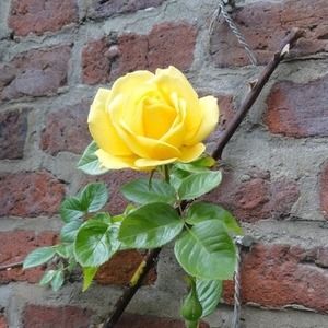 Meet your Posher, Robin